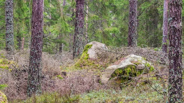 Swedish forest, tree trunks with lichen and rounded granite boulders — Stock Photo, Image