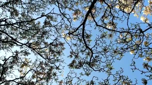 Magnolia tree in bloom from below in spring — Stock Video