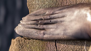 Deniz aslan pençeleri arka kol