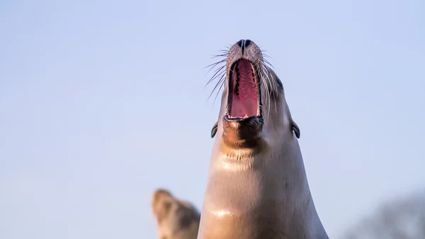 Kvinnliga sjölejon gäspningar — Stockfoto