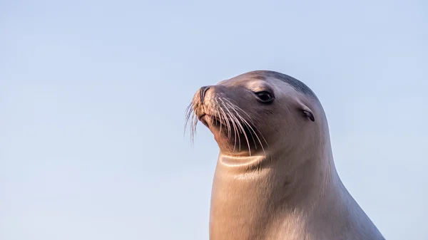 Kvinnliga sjölejon ser posh stolt eller överklass — Stockfoto