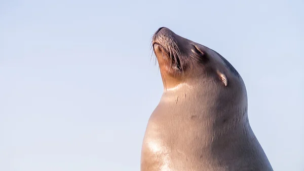 Kvinnliga sjölejon ser posh stolt eller överklass — Stockfoto