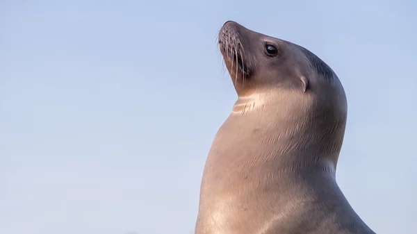 Seelöwenweibchen sehen nobel stolz oder gehobene Klasse aus — Stockfoto