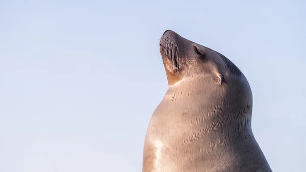 Kvinnliga sjölejon ser posh stolt eller överklass — Stockfoto