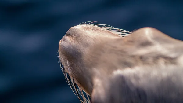 Selective focus of sea lion whiskers from above — Stock Photo, Image