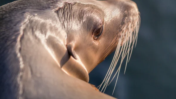 Kepala singa laut dari belakang ; — Stok Foto