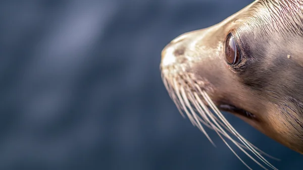 Deniz aslanı baş tarafındaki metin için alan solunda bırakarak — Stok fotoğraf