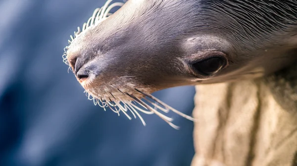 Deniz Aslan başı yukarıda — Stok fotoğraf