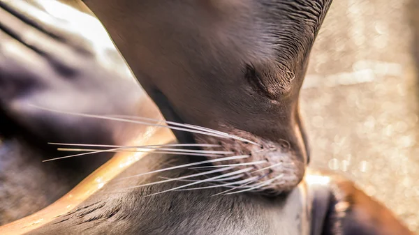 Sea lion grooming tail, eyes closed — Stock Photo, Image