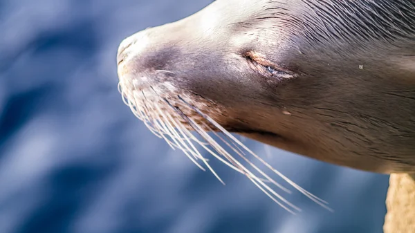 Kepala singa laut dari samping, mata tertutup dengan air mata membentuk di mata — Stok Foto
