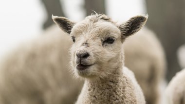 Genç yeni doğmuş kuzu