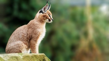 Genç karakulak (Caracal caracal)