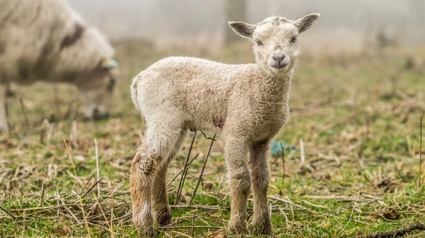 Giovane agnello neonato — Foto Stock