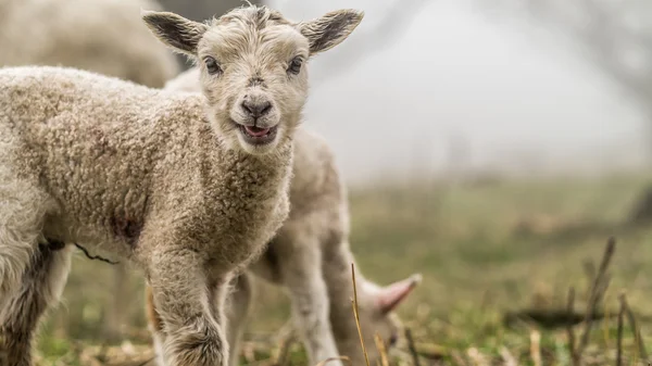 Unga nyfödda lamm — Stockfoto