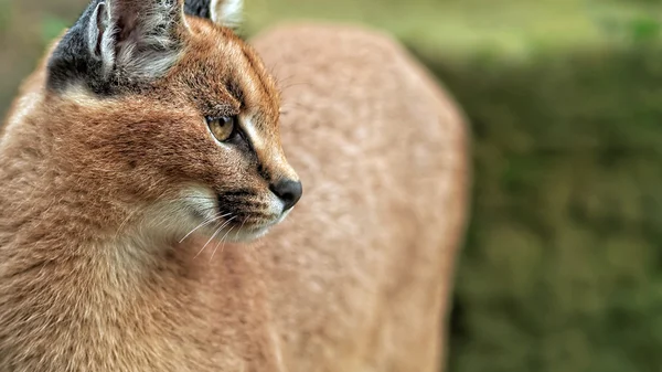 Karakulak (Caracal caracal) düşük alan derinliği ile