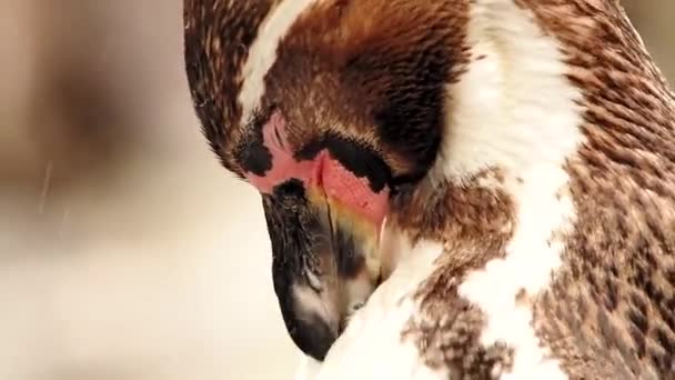 Descansando Humboldts Pinguim — Vídeo de Stock