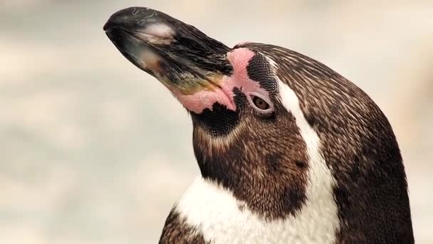 Descansando Humboldts Pinguim — Vídeo de Stock