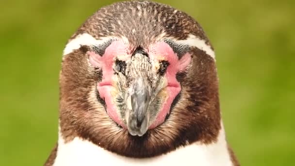 Пингвин, Отдых Гумбольдта — стоковое видео