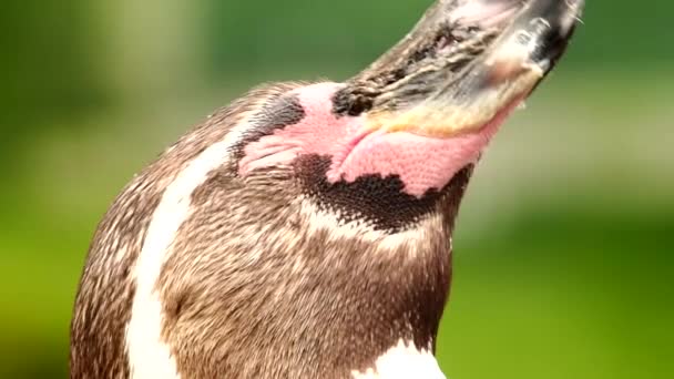 Pingüino de Humboldts en reposo — Vídeos de Stock