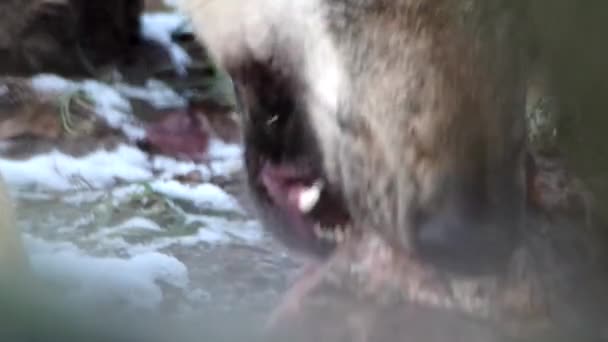 Hungry wolf feeding — Stock Video