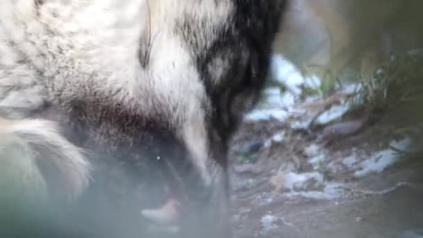 Honger wolf voeding — Stockvideo