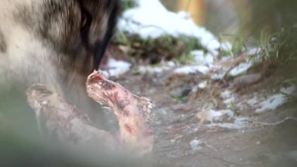 Głodny wilk karmienia — Wideo stockowe