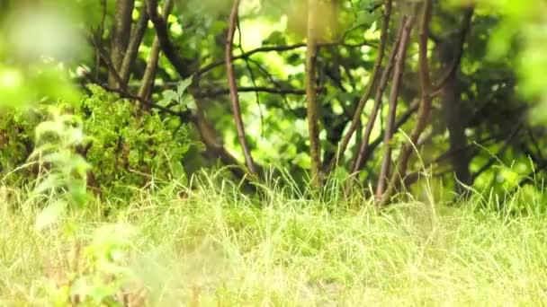 A unhappy and wet Eurasian gray wolf's gait, — Stock Video