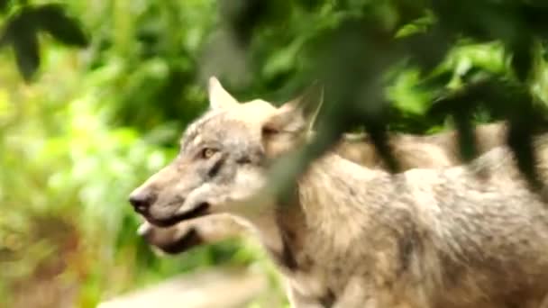 Vlci vzhlédl před spuštěním na pravou stranu — Stock video