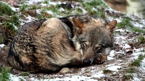 Lobo escandinavo despertando del sueño en un terreno cubierto de nieve — Vídeo de stock