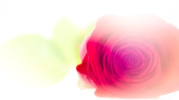 Rosa vermelha no branco com flare lente artística — Fotografia de Stock