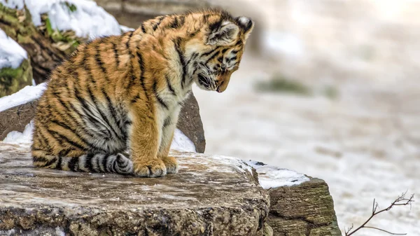 Sibirisches Tigerbaby, deprimiert oder traurig — Stockfoto