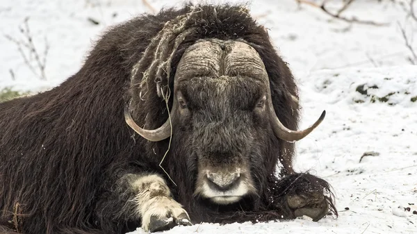 Muskox kutup karda