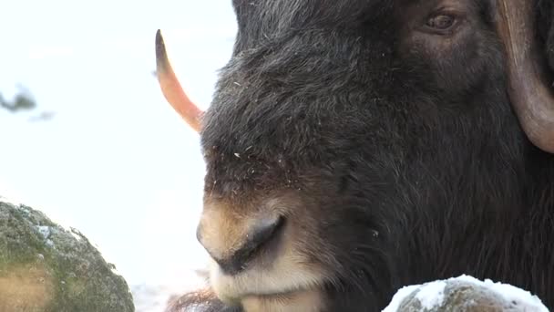 Wisent-Wiederkäuung im Winterschnee mit Dampf aus der Schnauze — Stockvideo