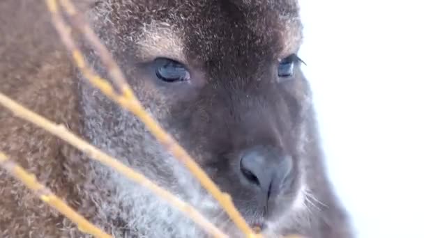 Vörösnyakú wallaby böngészés — Stock videók