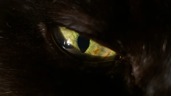 Чорний кіт очей, дивиться зло — стокове фото