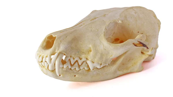 Crâne de renard sur fond blanc — Photo