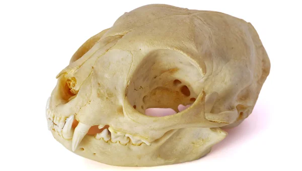 beyaz zemin üzerinde kedi kafatası