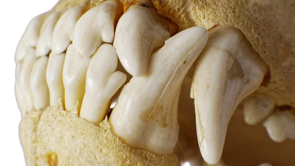 Caveira do cão Dentes detalhe — Fotografia de Stock