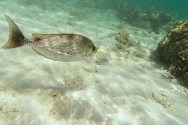 deniz balık sualtı ve beyaz kum