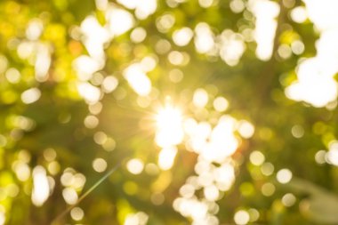 ağacının yaprak soyut ışık geçiş