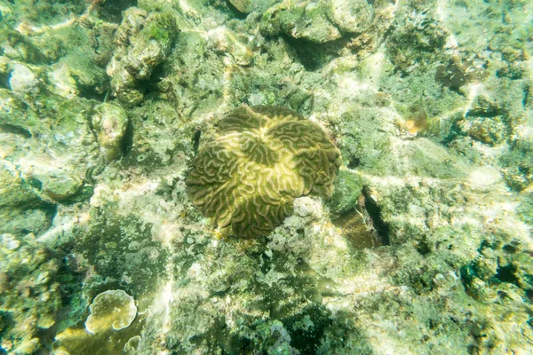 Brain coral reff underwater fin — Stock Photo, Image