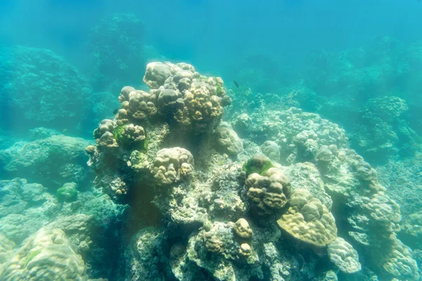 太陽の光で水中サンゴ石 — ストック写真