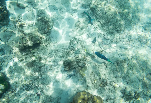 Les petits poissons de mer trouvent de la nourriture sous l'eau — Photo