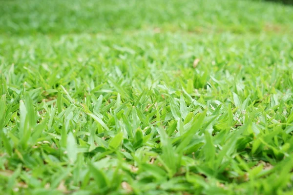 Estaleiro verde — Fotografia de Stock