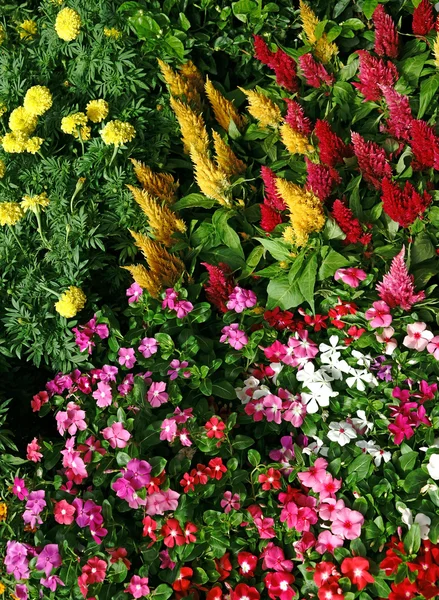 Renkli çiçek — Stok fotoğraf