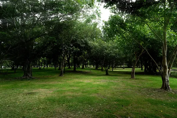 Boom in het park — Stockfoto