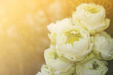 Lotus sarı filtre üzerinde