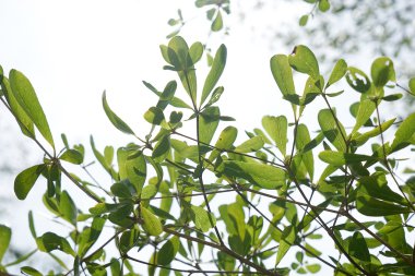 gökyüzü ve güneş ışığını yaprak
