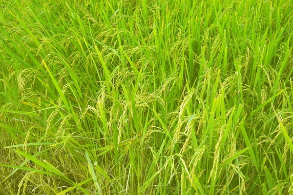 Золотий рисові поля — стокове фото