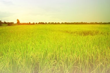 pirinç alan güneş ışığı